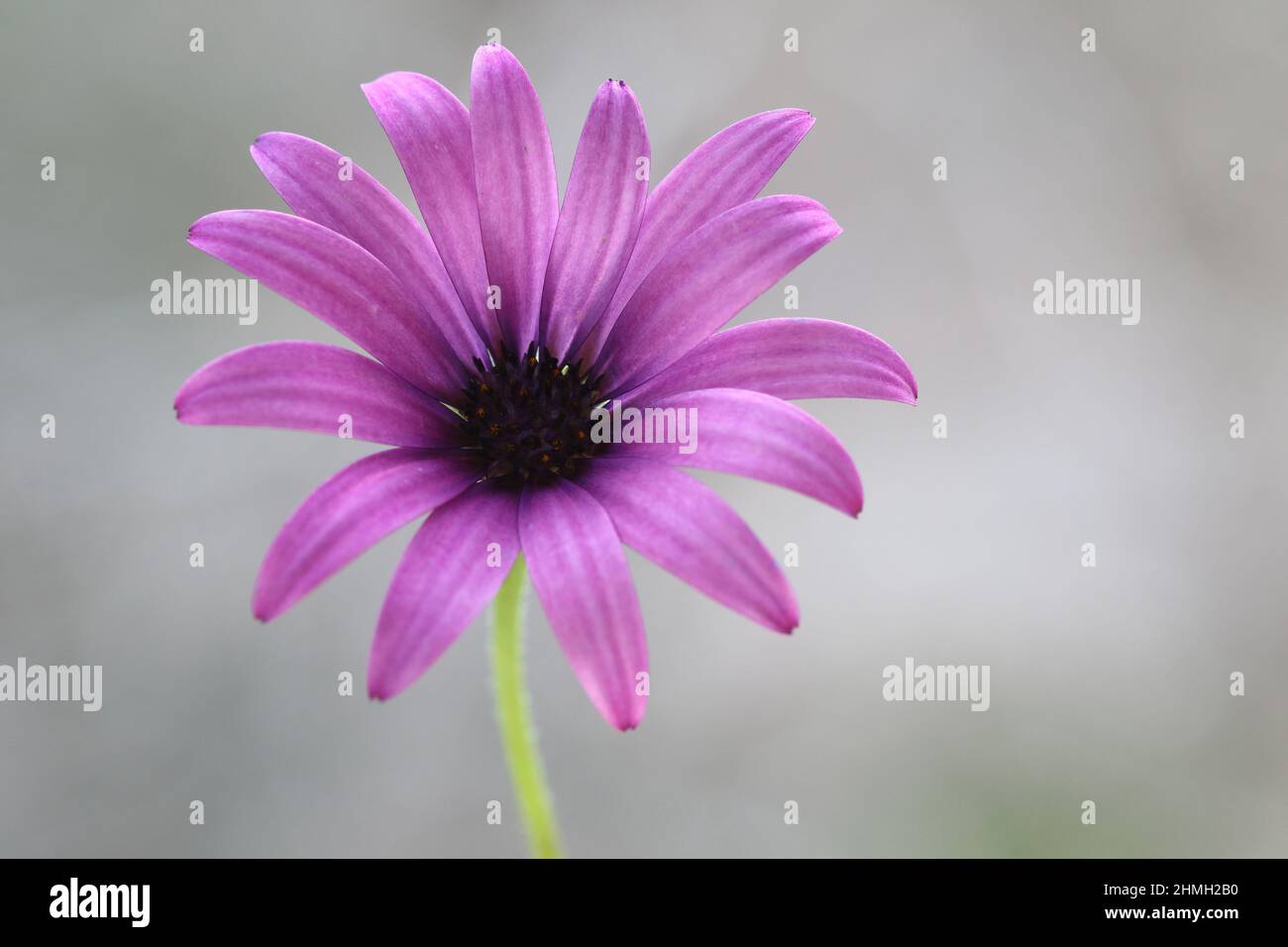 Dimorphotheca ecklonis, also known as Cape marguerite Stock Photo