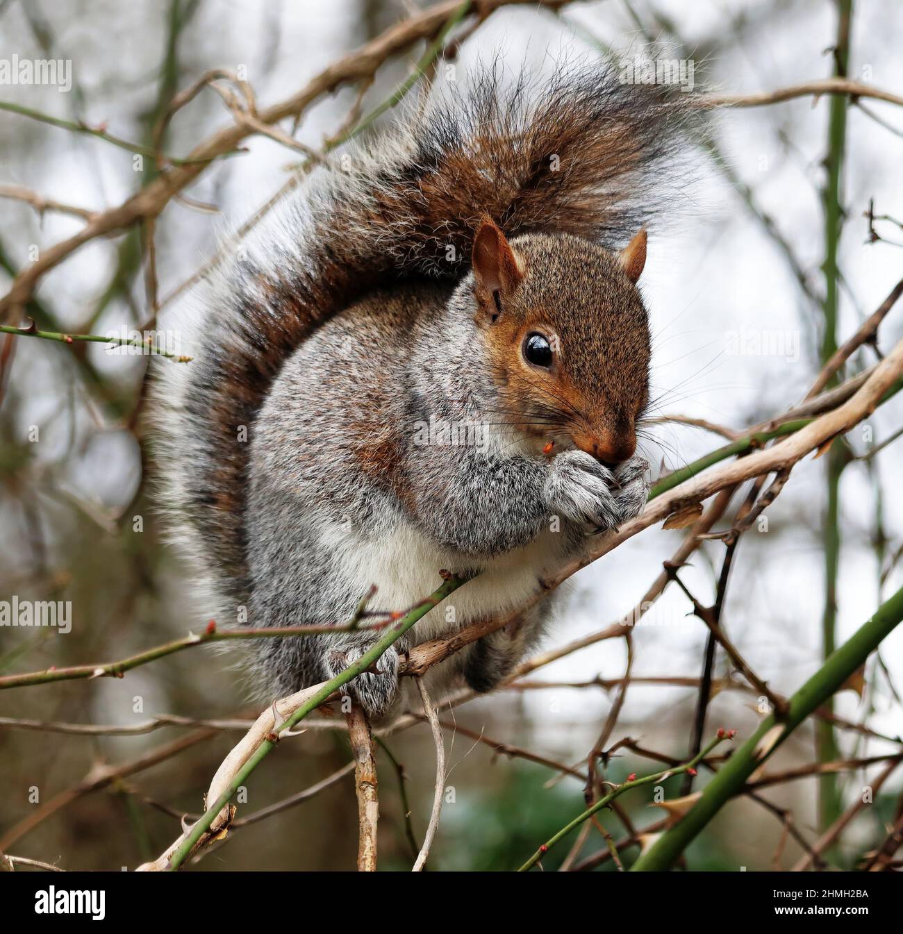 Grey Squirrel sitting on a tree branch munching on a nut between its paws (Sciurus Carolinensis) Stock Photo