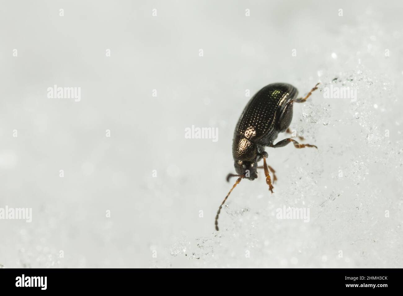 Palearctic flea beetle (Epitrix pubescens) walking on snow Stock Photo
