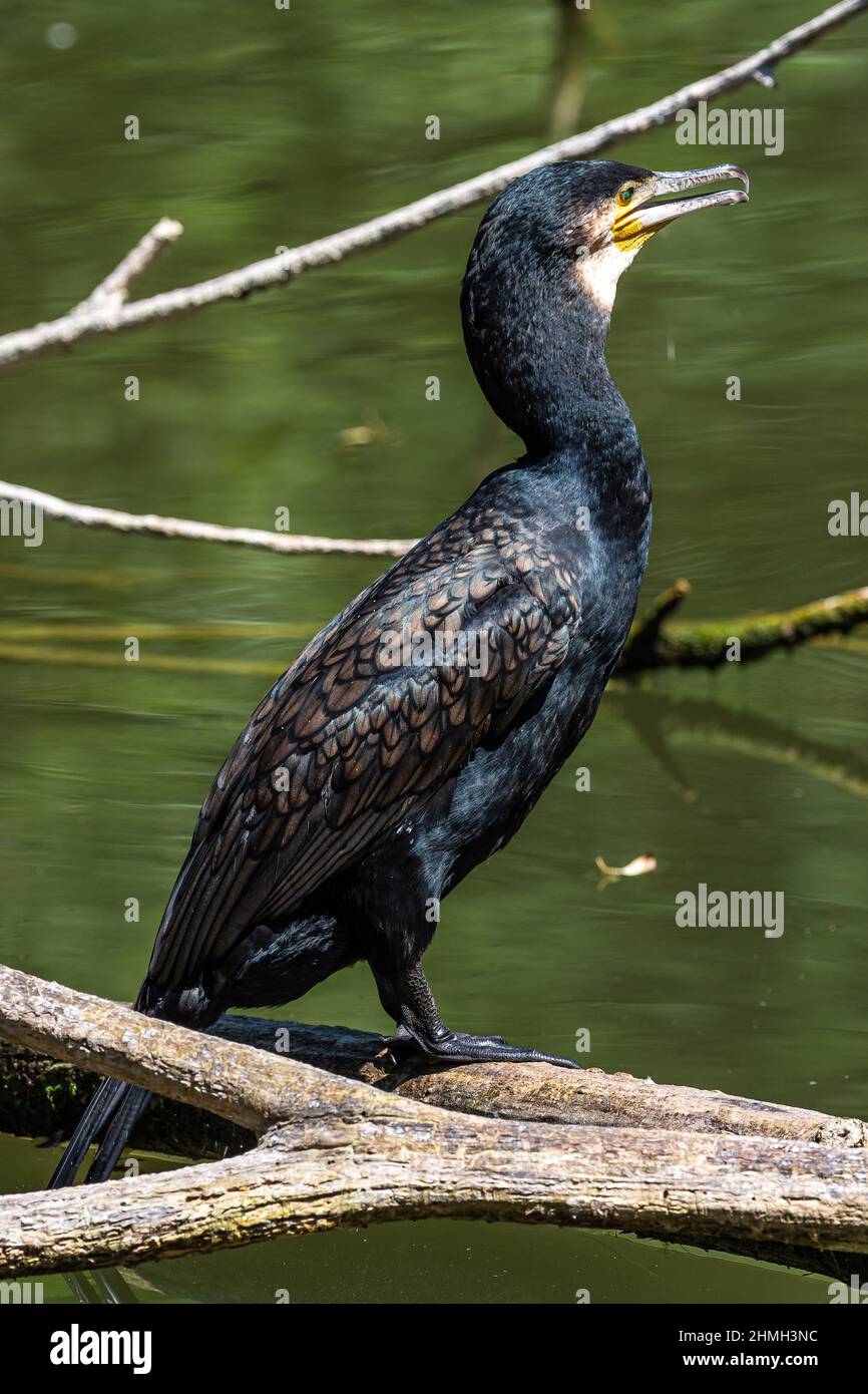 The great cormorant, Phalacrocorax carbo known as the great black