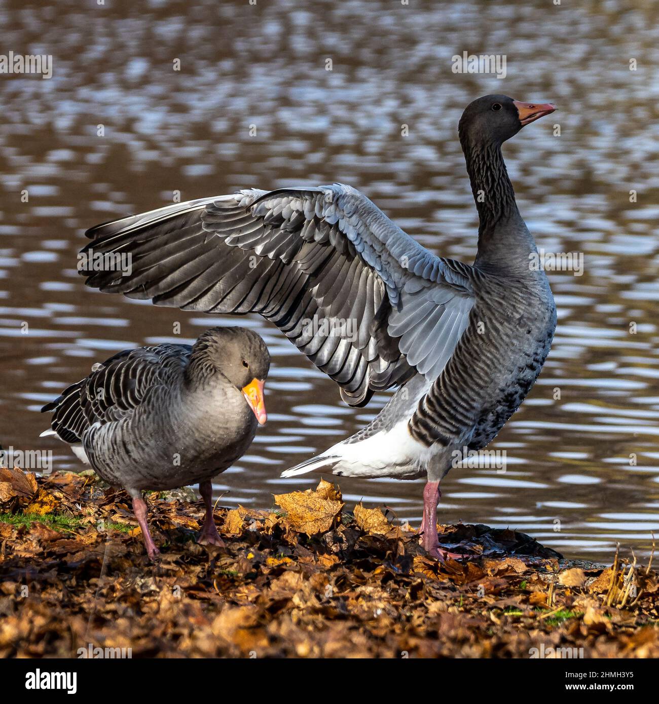 The greylag goose, Anser anser is a species of large goose in the