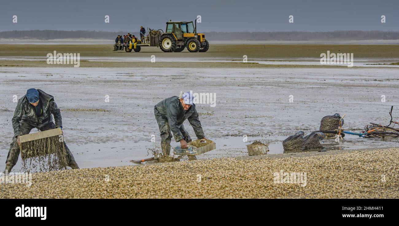 Tracteurs et remorques pêche à pied en baie de Somme Stock Photo