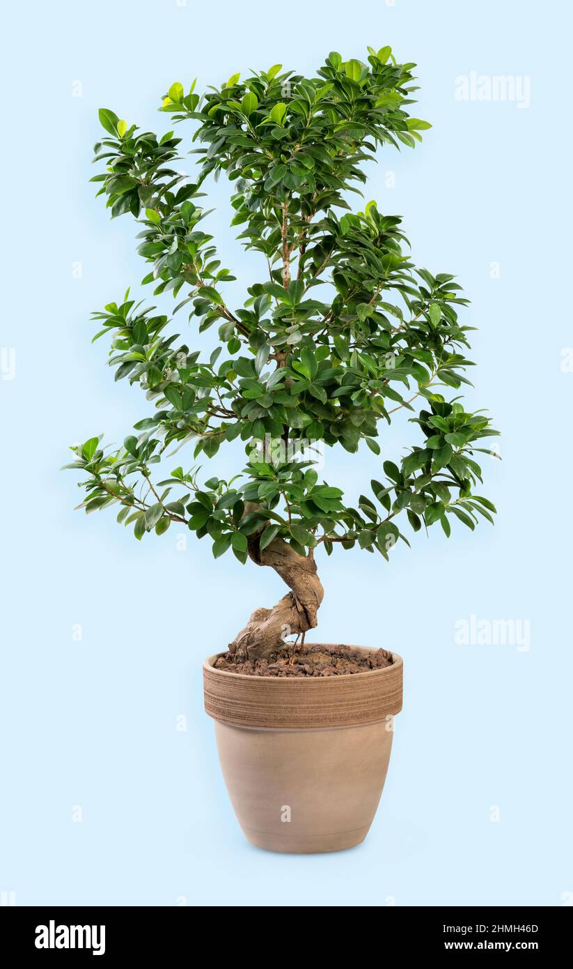 Ficus ginseng tree with green foliage growing in soil in clay pot on light blue background Stock Photo
