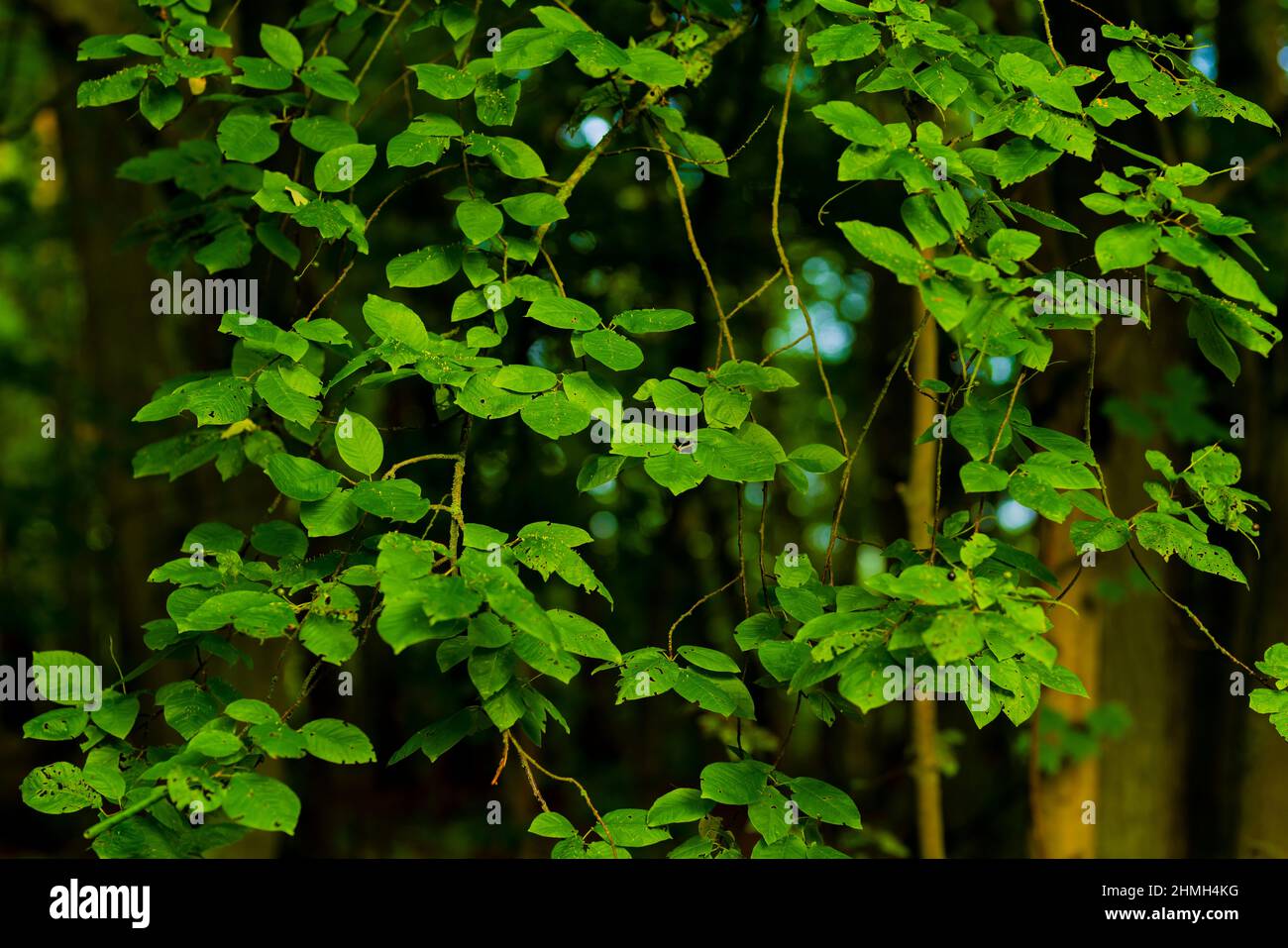 Green new leaves on a deciduous tree Stock Photo