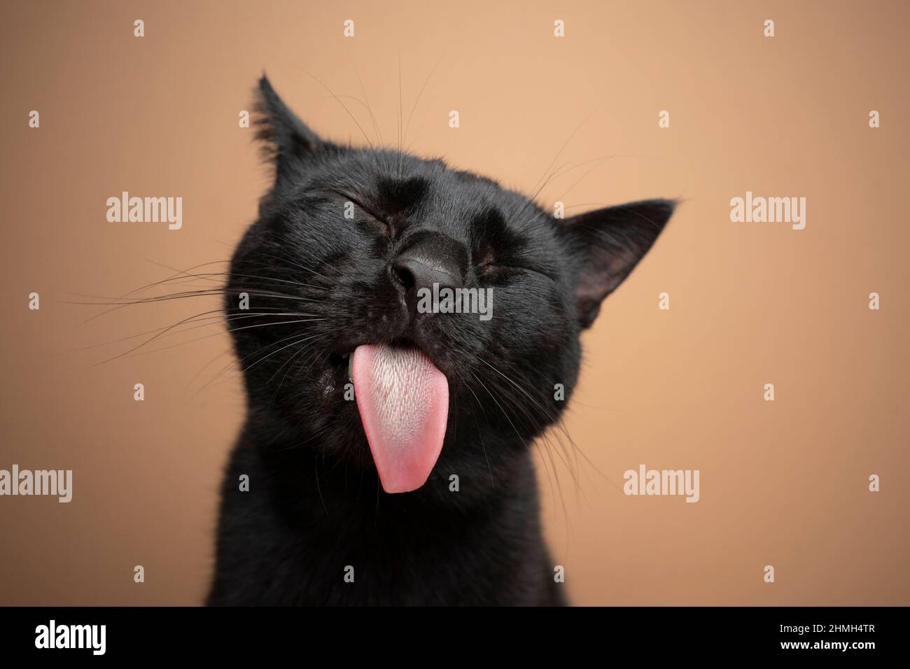 funny black cat sticking out tongue on brown background Stock Photo