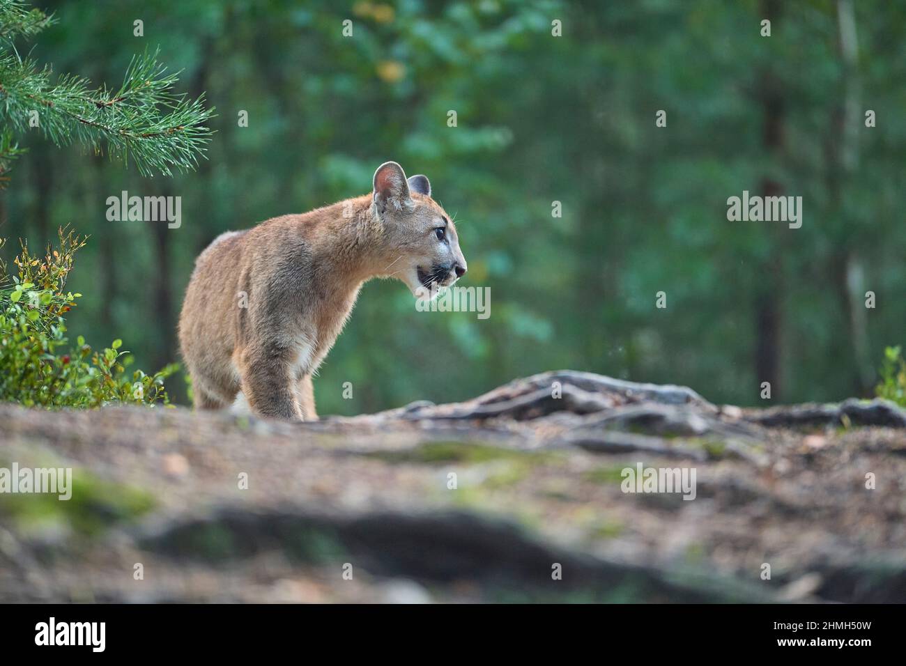 Cougar mountain lion hi-res stock photography and images - Alamy