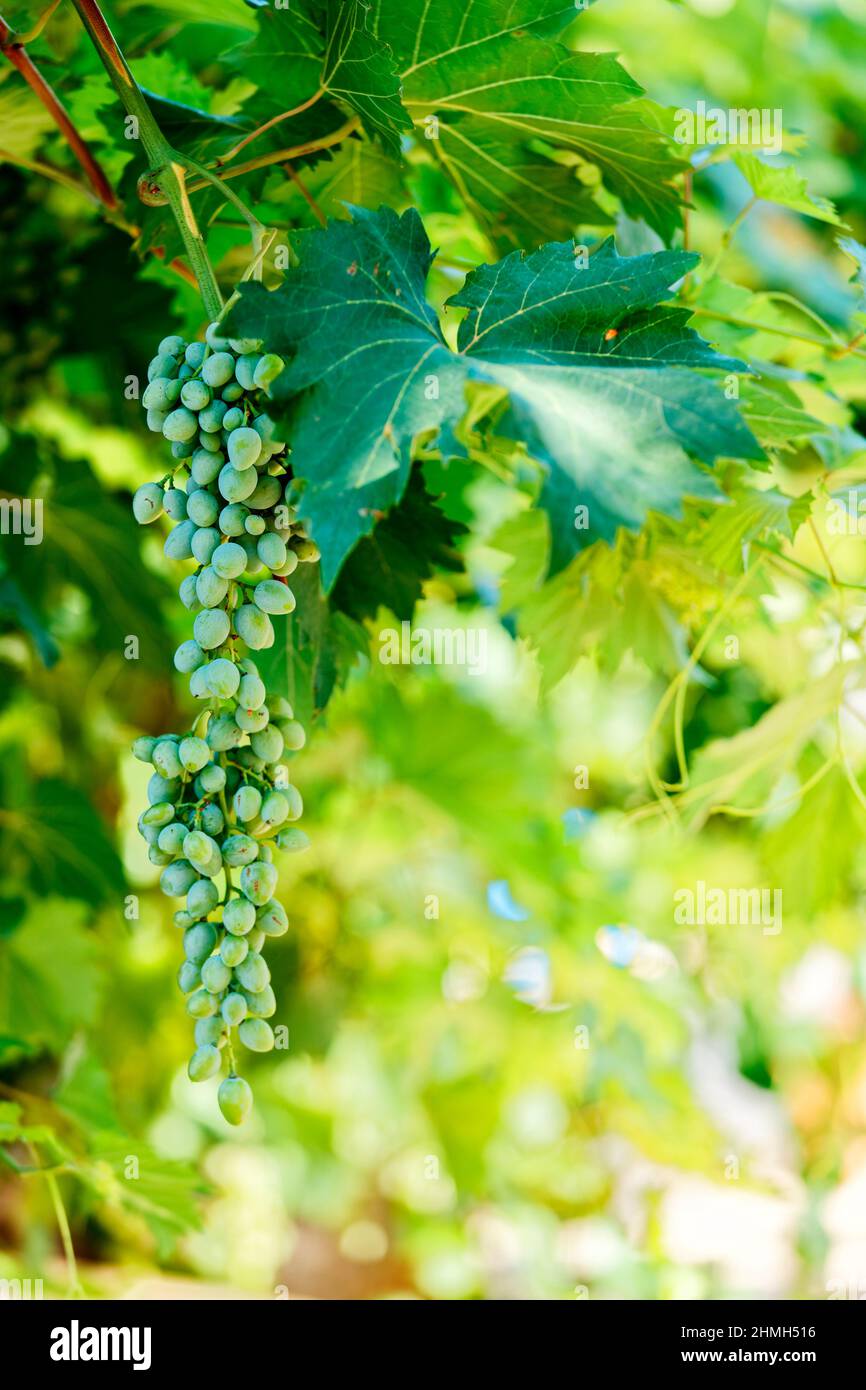 Grapes grow on a vine Stock Photo Alamy