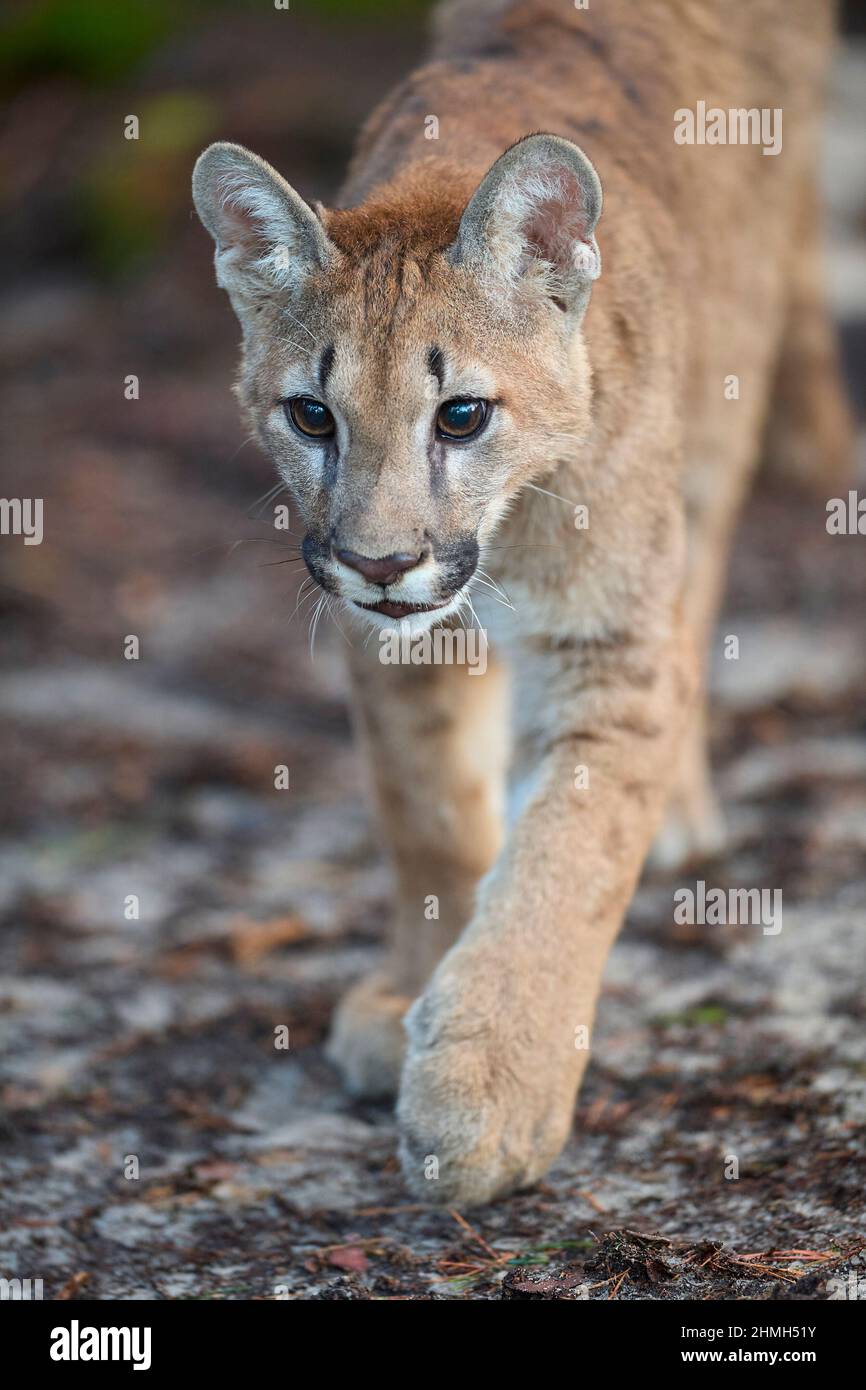 Cougar Mountain Lion Puma Puma concolor Stock Photo Alamy