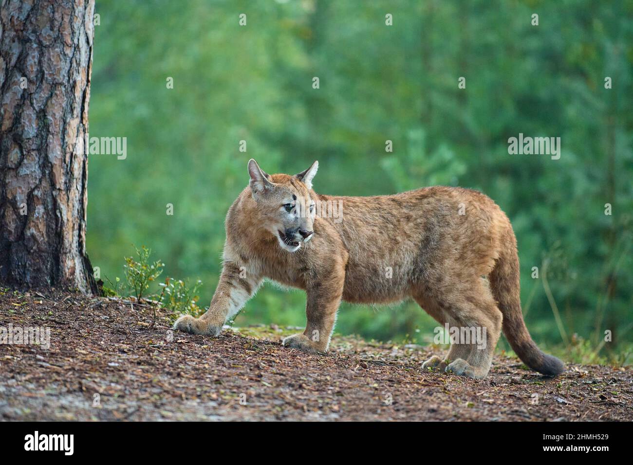 Male puma hi res stock photography and images Alamy