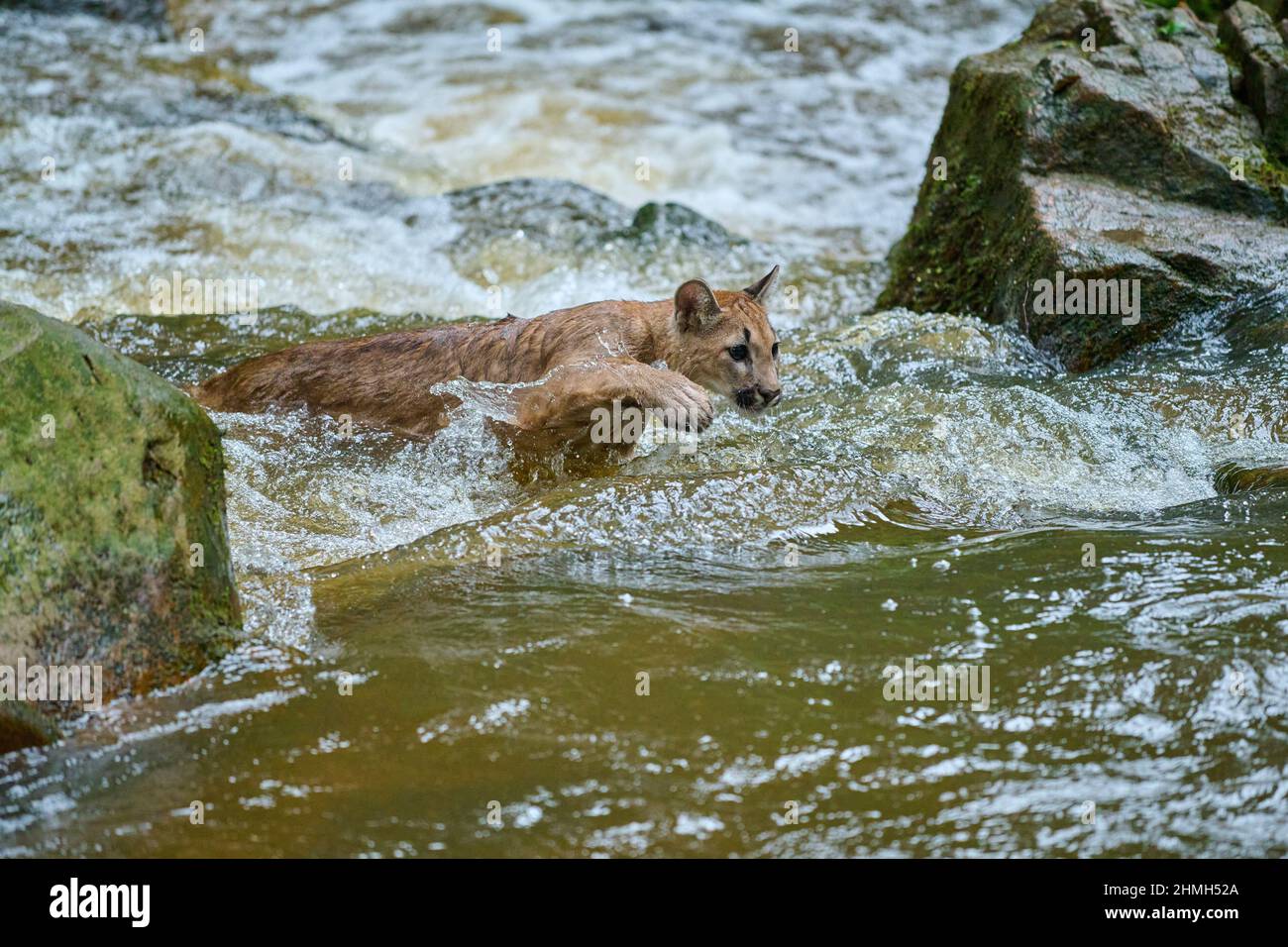 Brook lion hi-res stock photography and images - Alamy