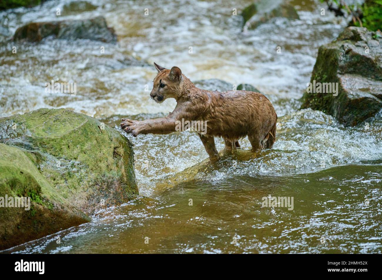 Brook lion hi-res stock photography and images - Alamy