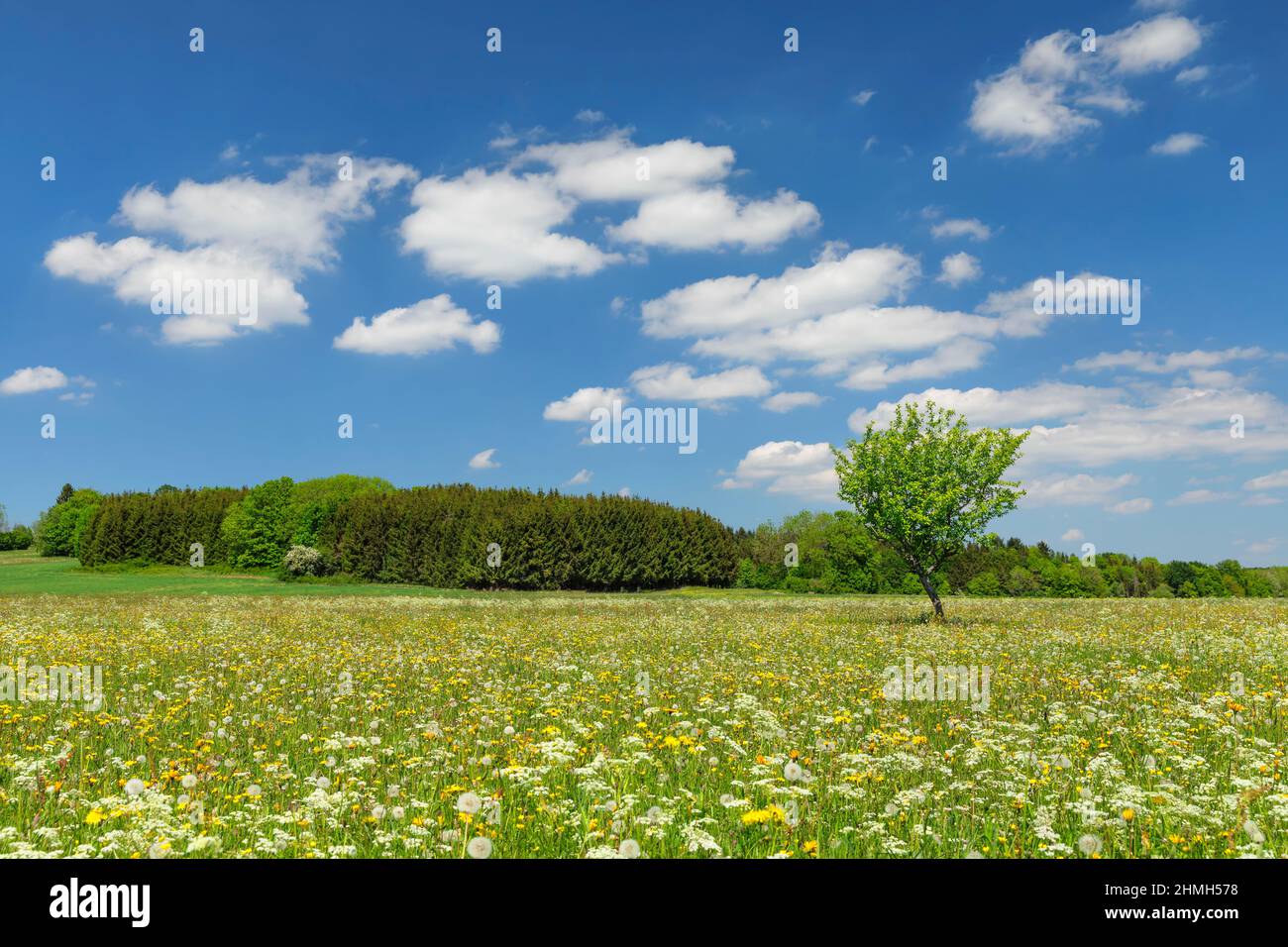 Flowering meadows in the Irndorfer Hardt in spring, Upper Danube Nature Park, Swabian Alb, Baden-Württemberg, Germany Stock Photo