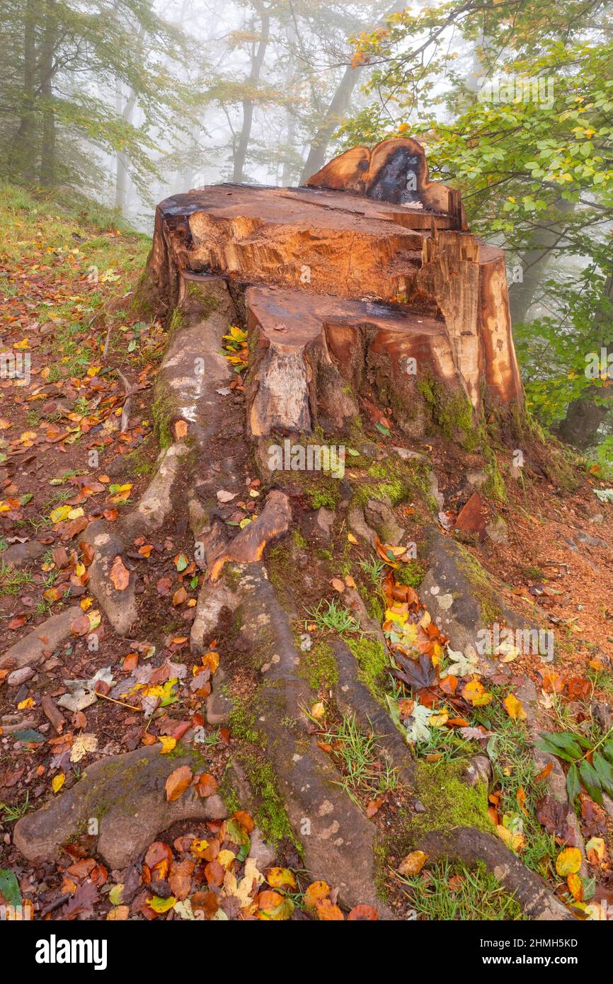 Tree stump in the cloud forest near Montclair Castle, Mettlach, Saarland, Germany Stock Photo