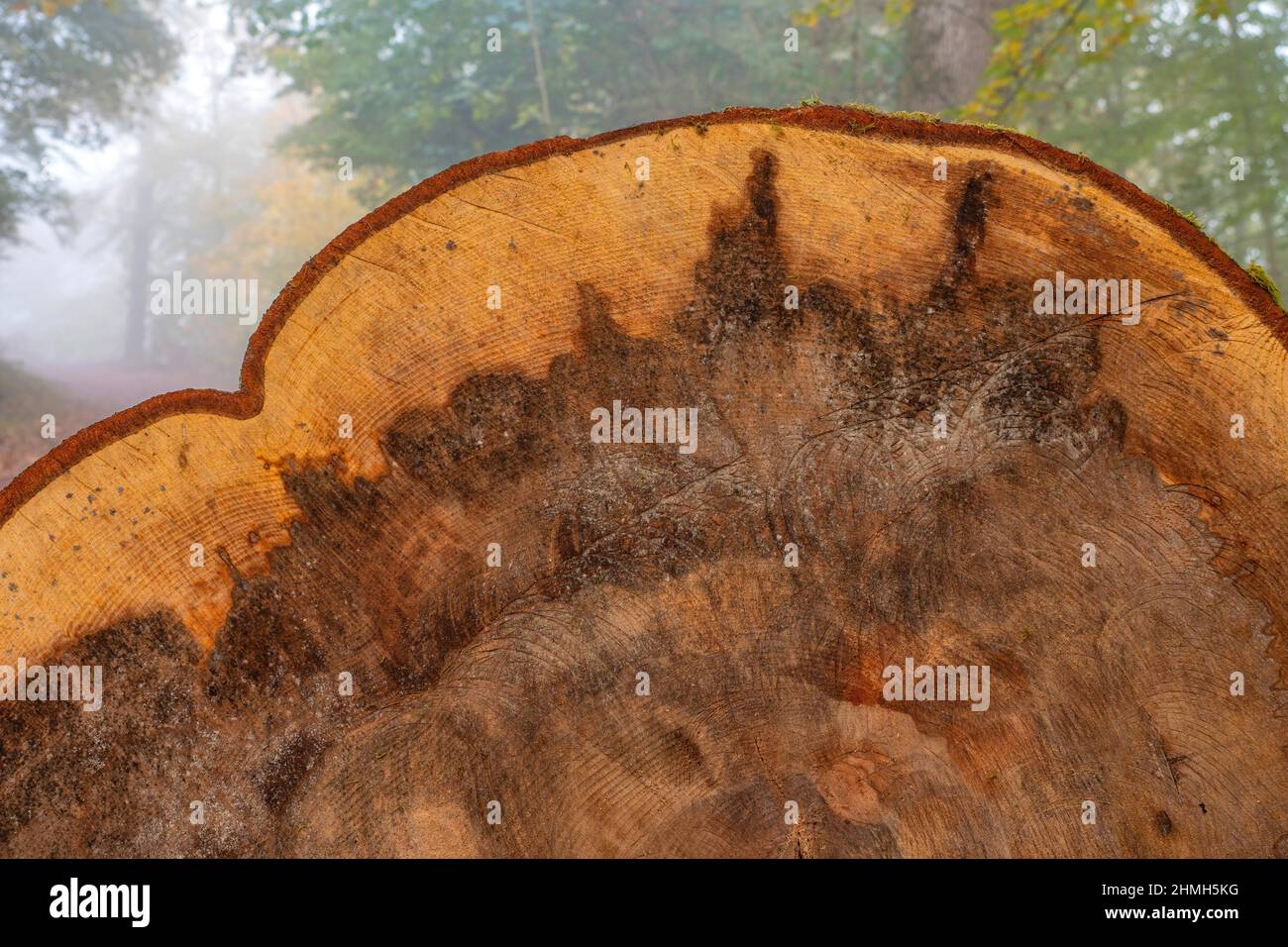 Felled tree trunk in the cloud forest near Montclair Castle, Mettlach, Saarland, Germany Stock Photo