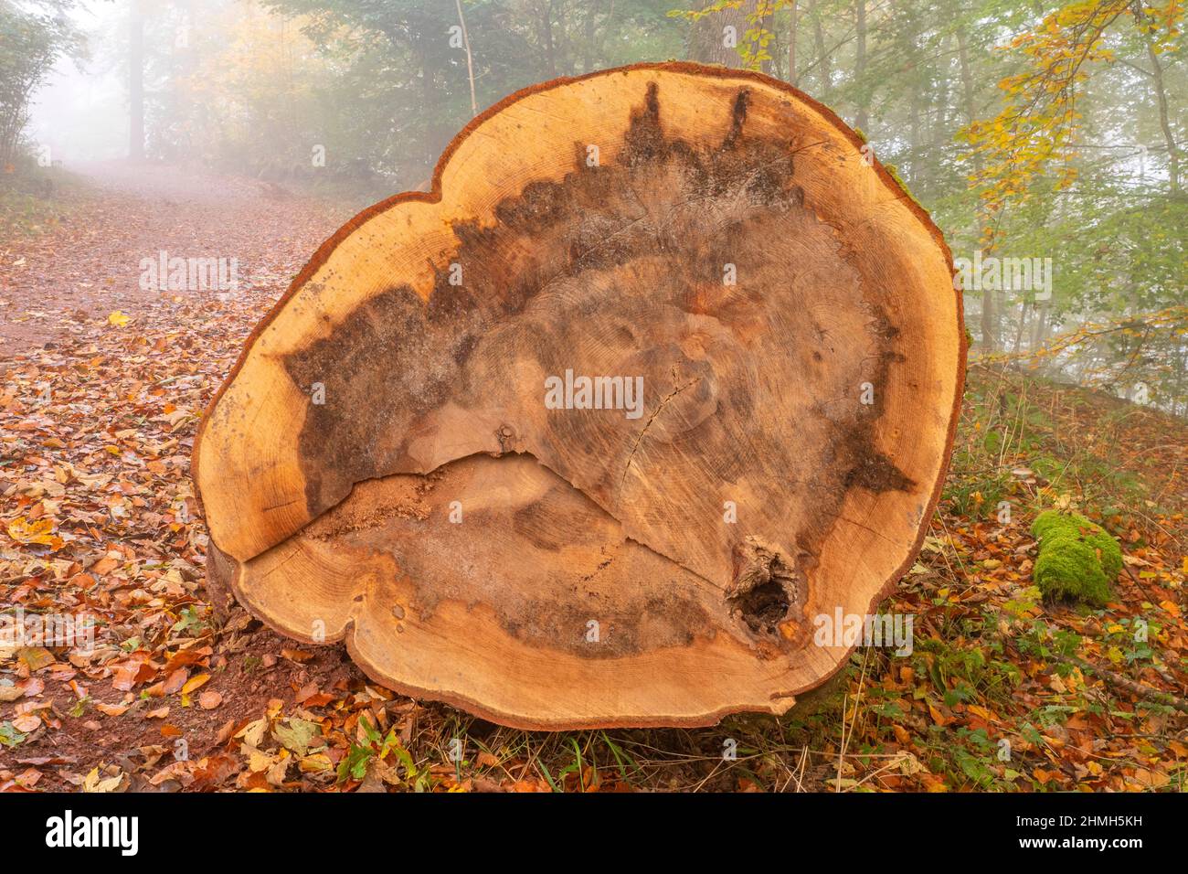 Felled tree trunk in the cloud forest near Montclair Castle, Mettlach, Saarland, Germany Stock Photo