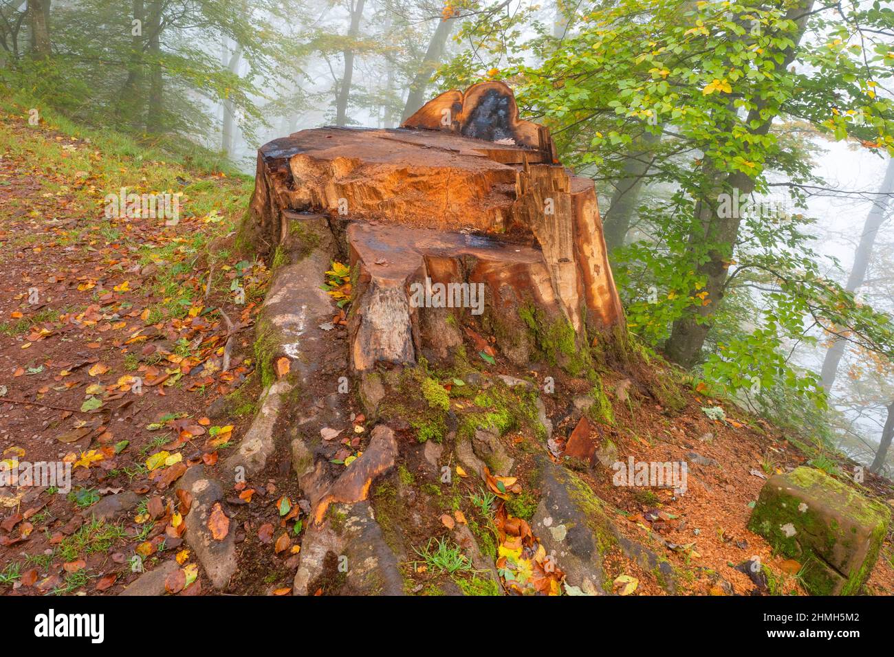 Tree stump in the cloud forest near Montclair Castle, Mettlach, Saarland, Germany Stock Photo