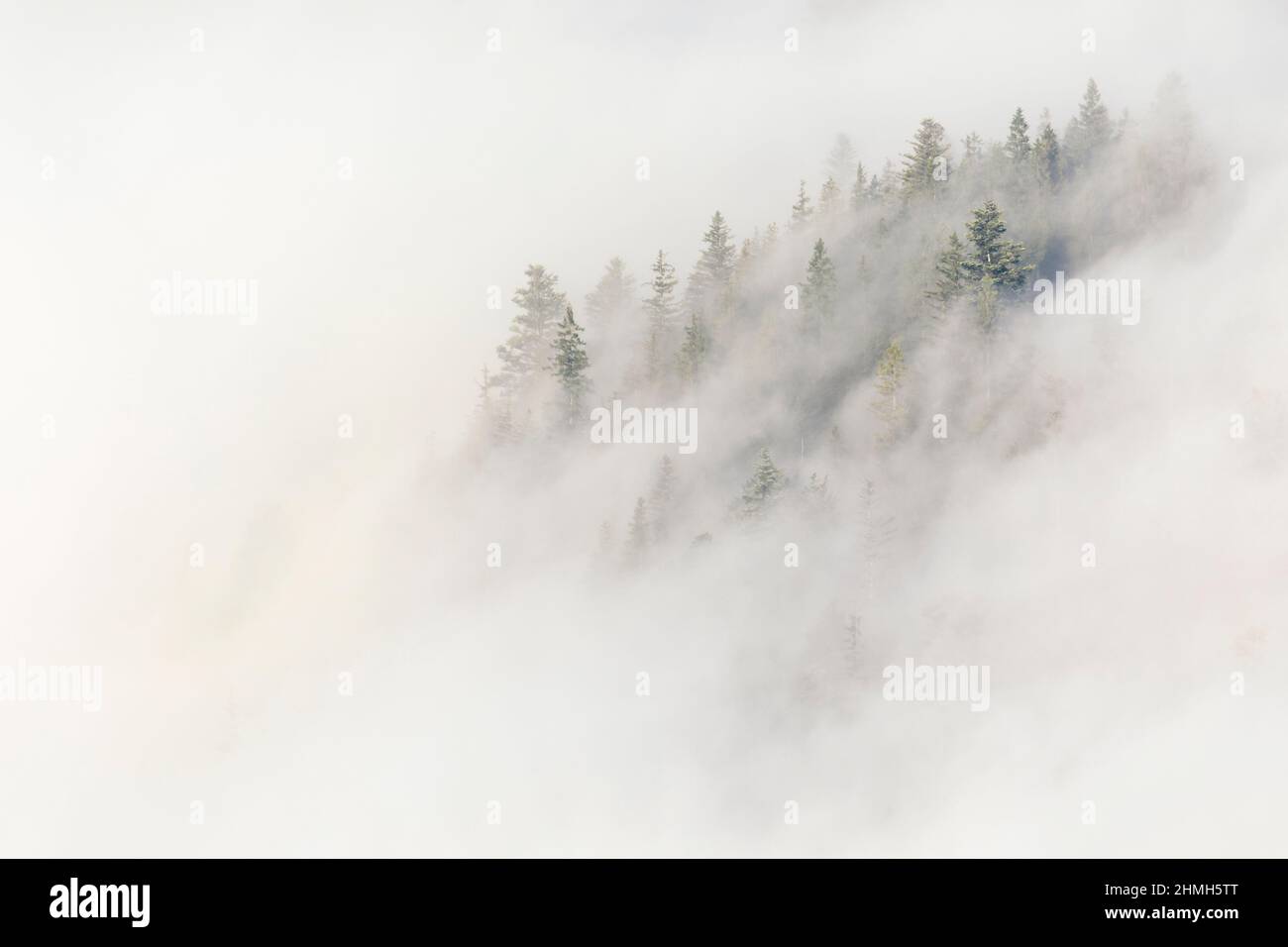 Fog wafts between the trees at the Herzogstand. Stock Photo