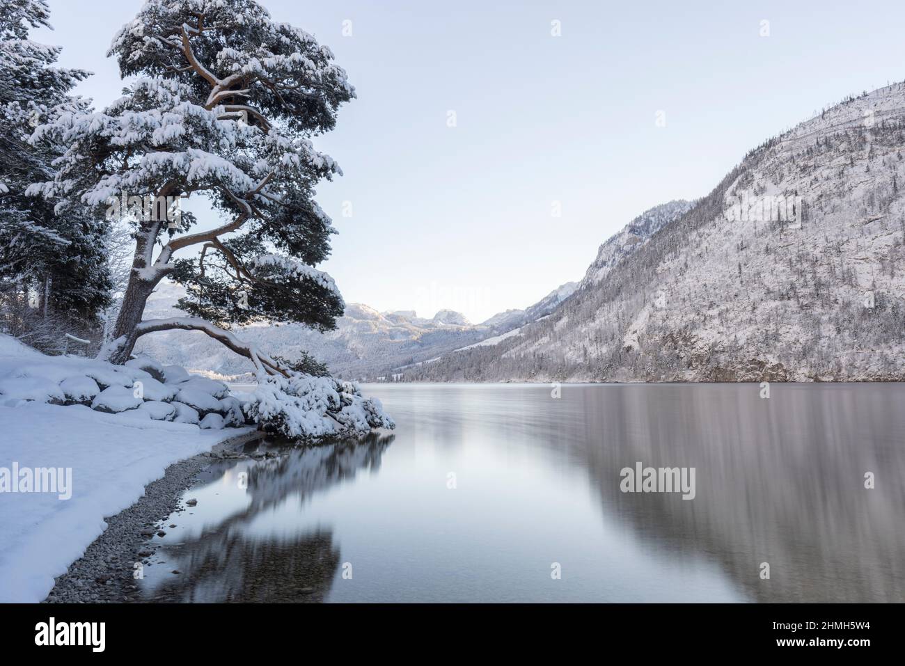 An old pine tree on the Grundlsee. Stock Photo