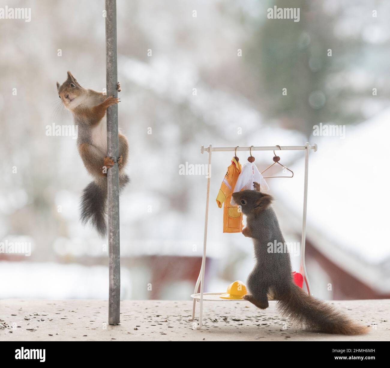 red squirrel on pole and fire brigade clothes Stock Photo