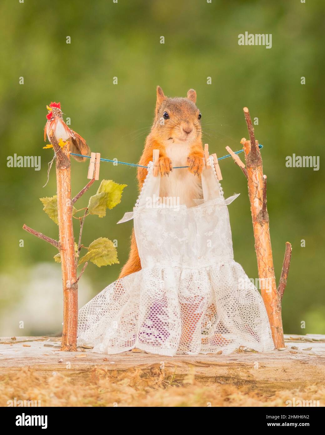 close-up of female red squirrel doing the laundry Stock Photo