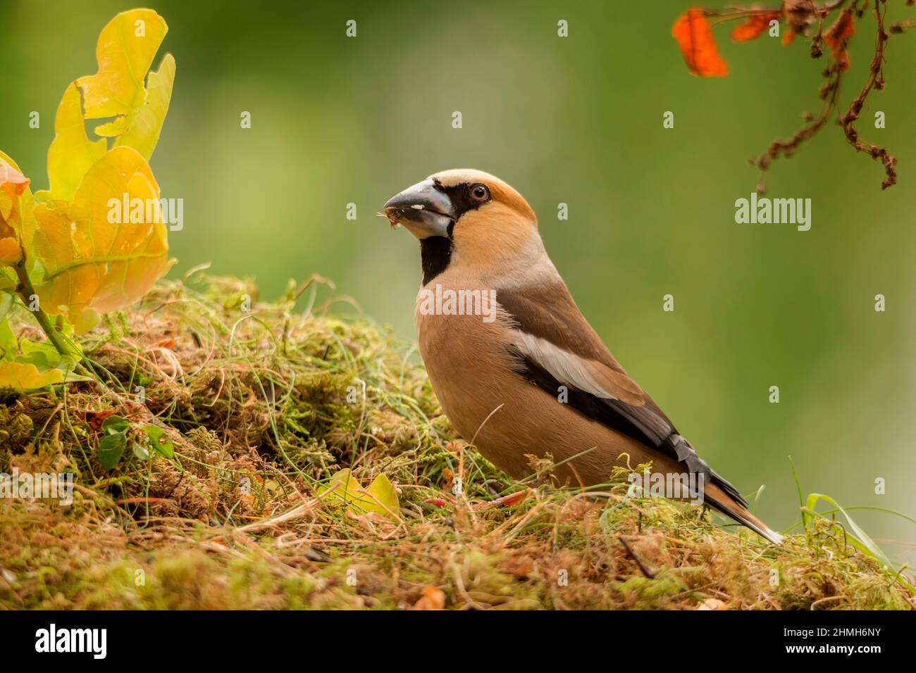 hawfinch with seed in mouth Stock Photo