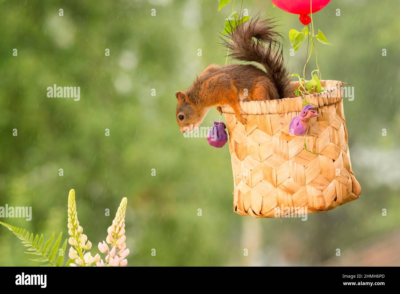 wet female red squirrel standing in a basket in the air with a balloon while raining looking down to lupine flowers Stock Photo