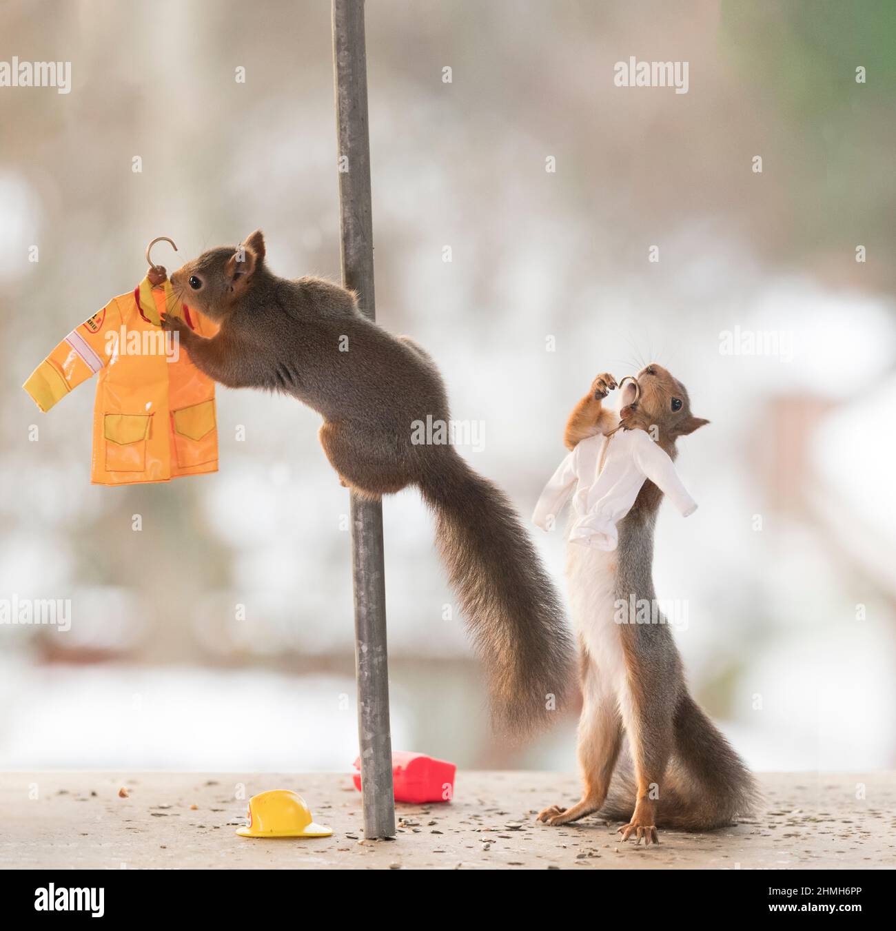 red squirrels with fire brigade clothes Stock Photo
