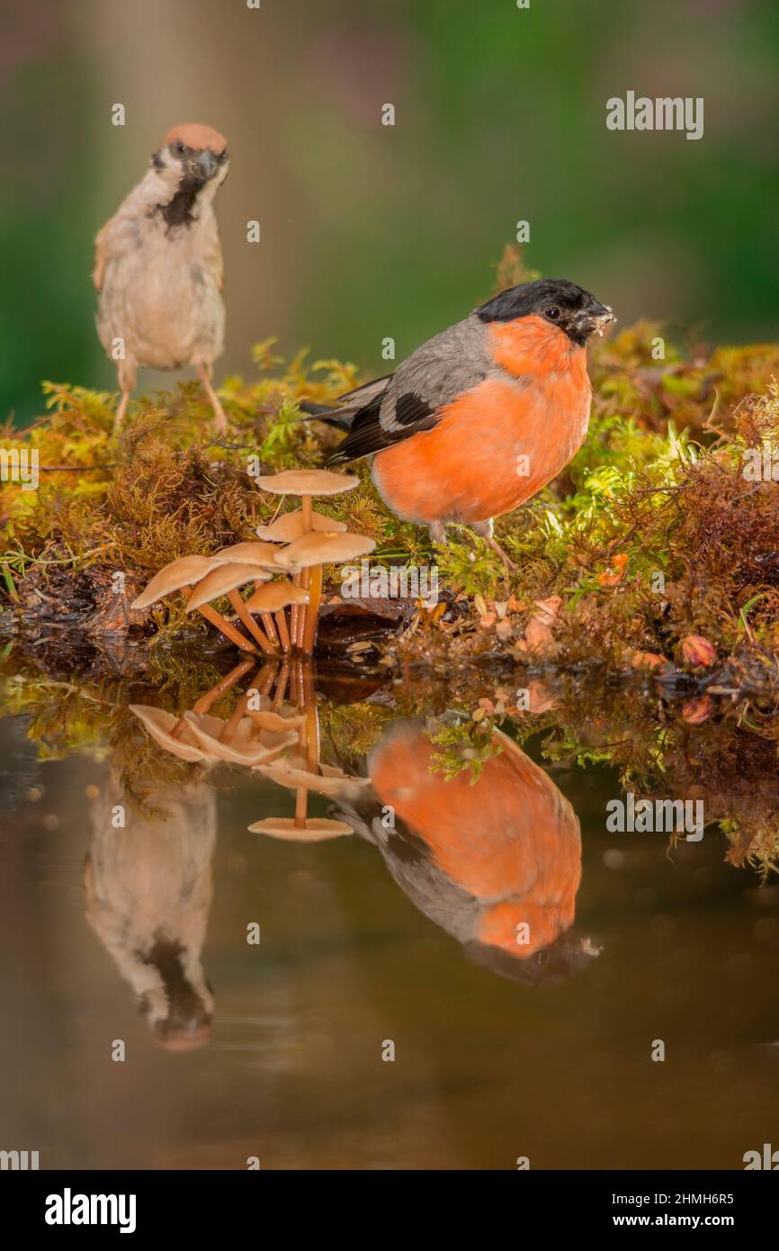 male bullfinch reflection in water with a blurry finch behind Stock Photo