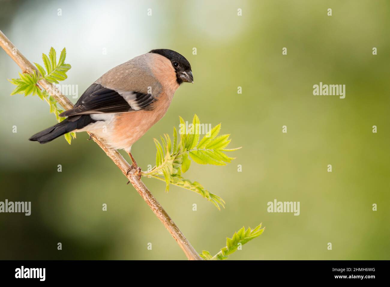female bullfinch standing on a branch with new leaves Stock Photo