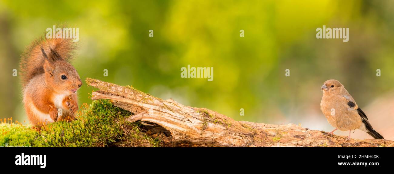 young red squirrel and young bullfinch standing on moss and tree trunk Stock Photo