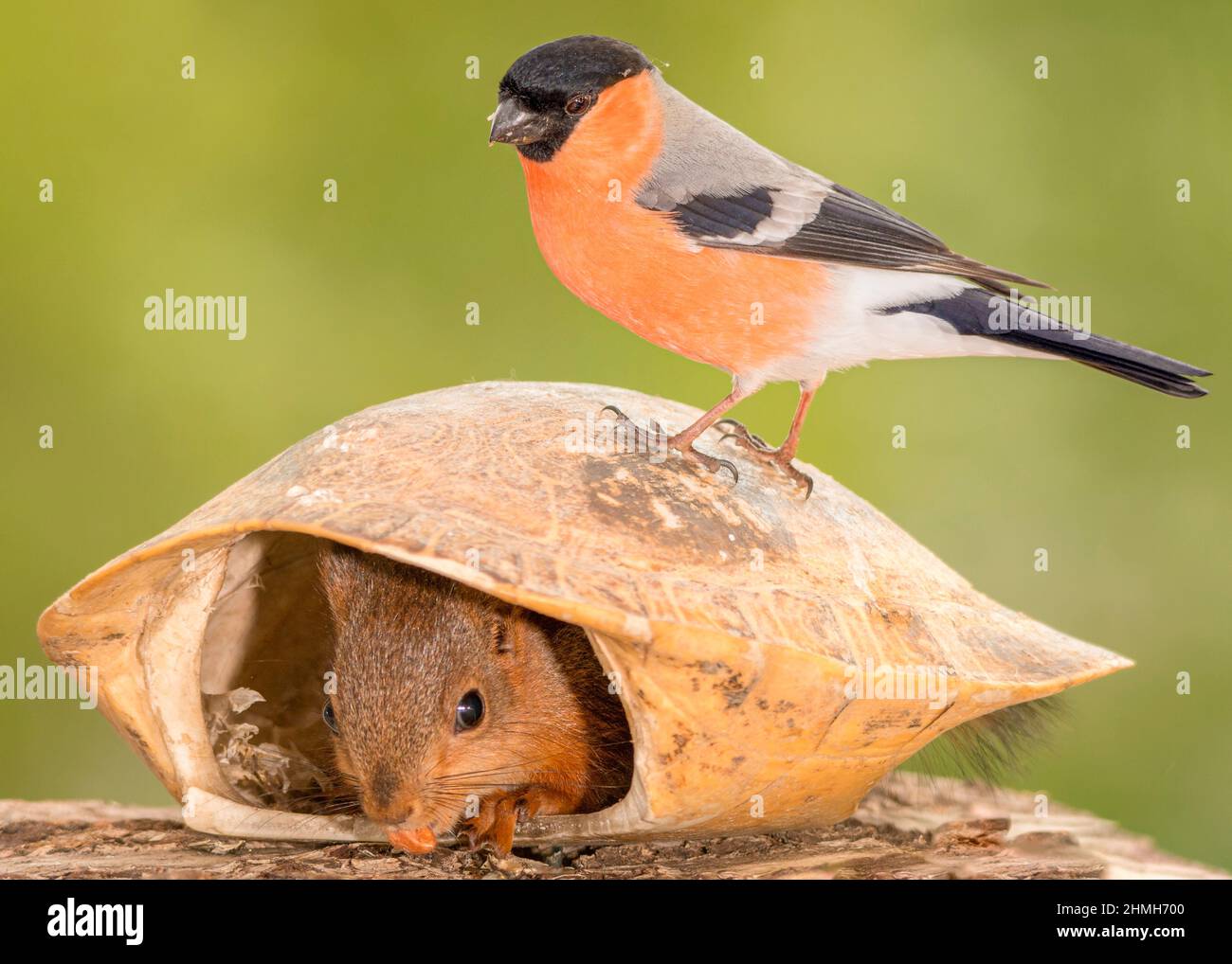 young red squirrel under turtle shell with bullfinch on it Stock Photo