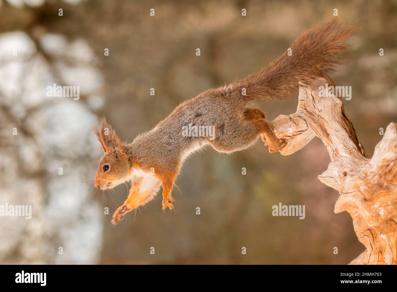 red squirrel standing jumping from a tree trunk Stock Photo Alamy