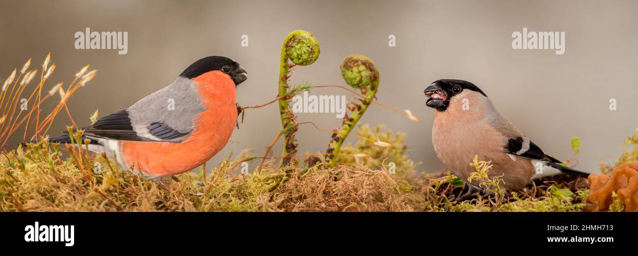 female bullfinch is singing for a male between them there is a fern in the form of a harp Stock Photo
