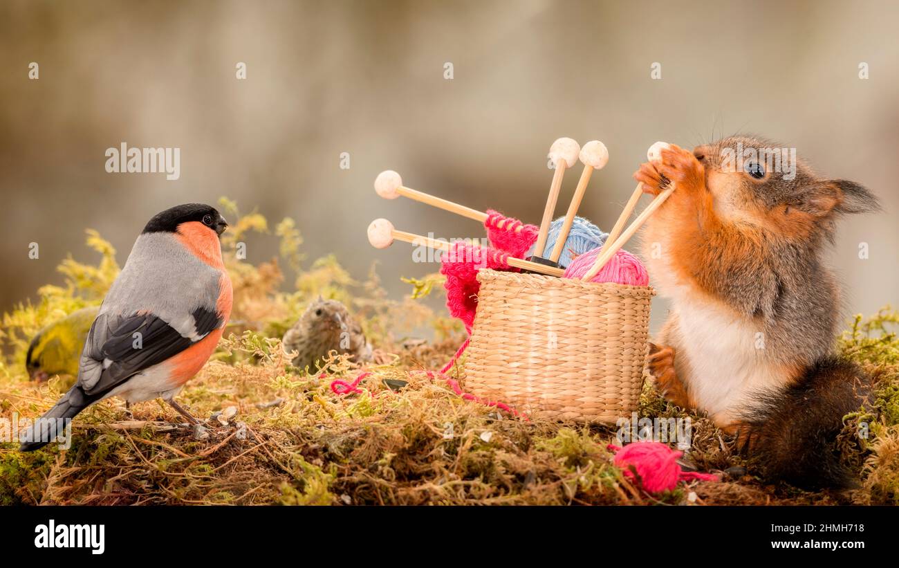young wild red squirrel holding knitting pins with a basket and thread while male bullfinch is watching Stock Photo