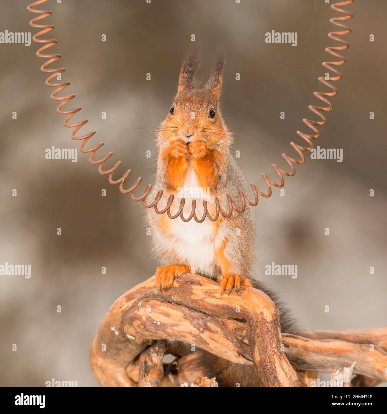 red squirrel standing on wood behind a spiral looking in the camera with rain Stock Photo