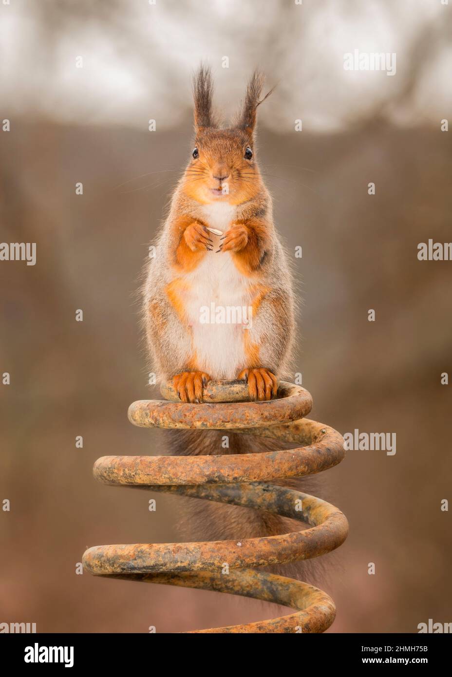 red squirrel standing on iron spiral looking at the camera Stock Photo