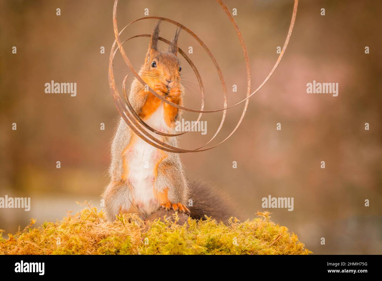 red squirrel standing on moss in a spiral looking in the camera Stock Photo