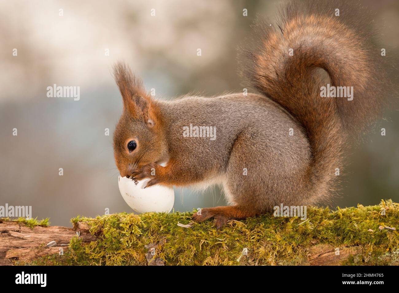 red squirrel eating out of a egg Stock Photo