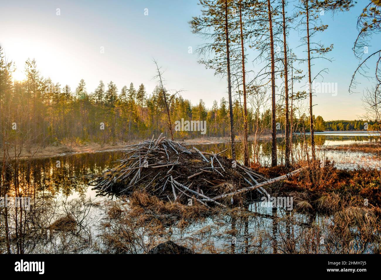 Beaver dam in a swedish landscape Stock Photo