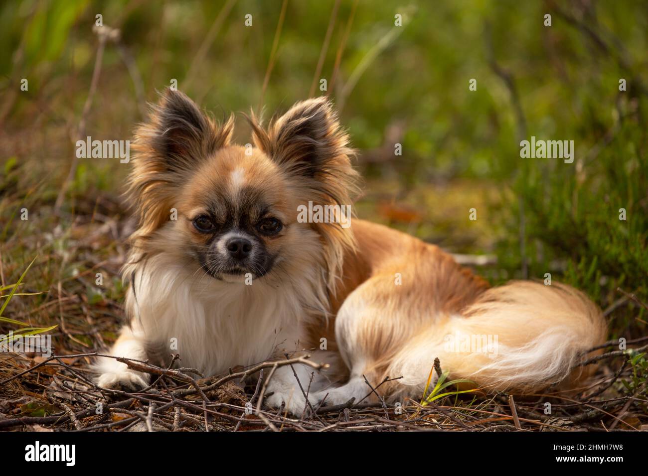 Long-haired Chihuahua lying on the ground and enjoying a summer day, July, Finland Stock Photo