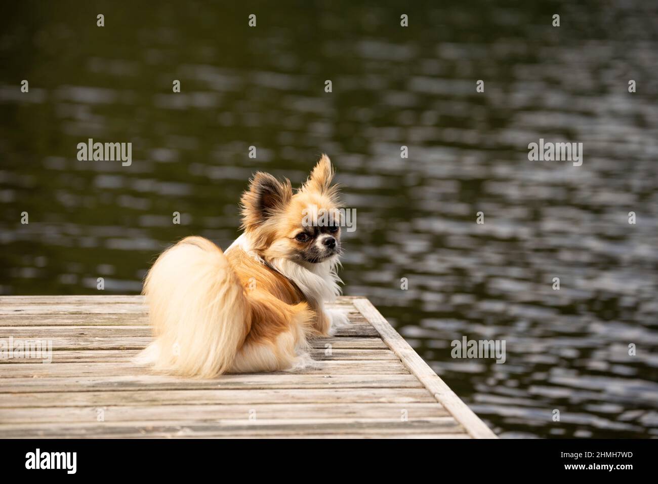 Chihuahua, long haired, young male, lying on the pier and looking at the camera, dog, portrait Stock Photo