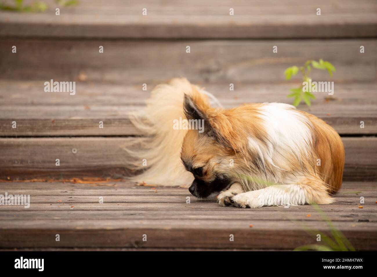 Chihuahua, long haired, young male, side profile, dog, portrait Stock Photo