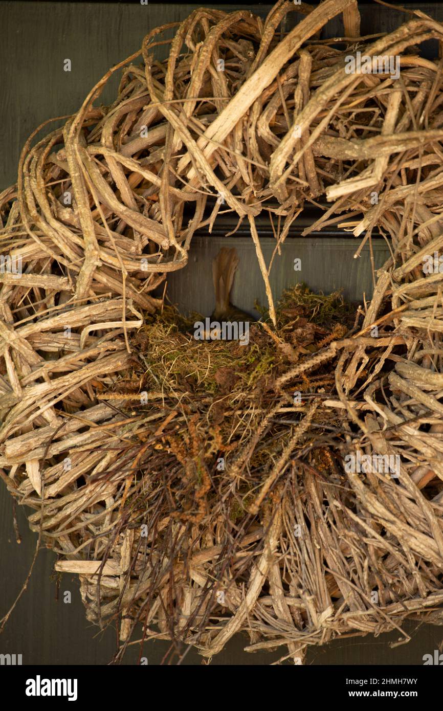 Robin (Erithacus rubecula) hatching eggs, front door, willow wreath, Finland Stock Photo