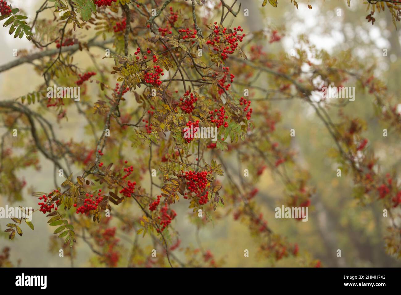 Rowan (Sorbus aucuparia) branches with red berries in September, Stock Photo