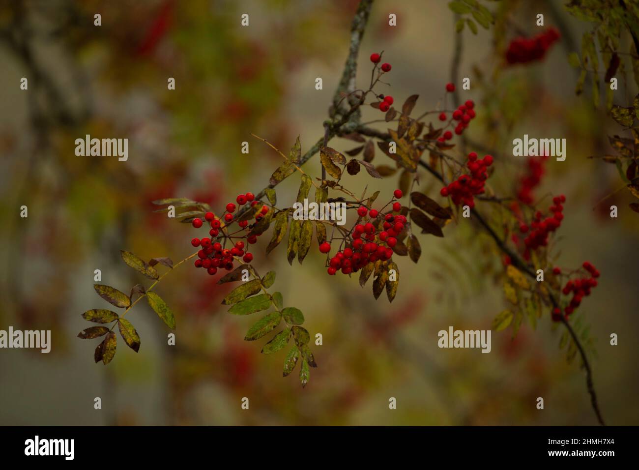 Rowan (Sorbus aucuparia) branches with red berries in September, foggy day, Stock Photo