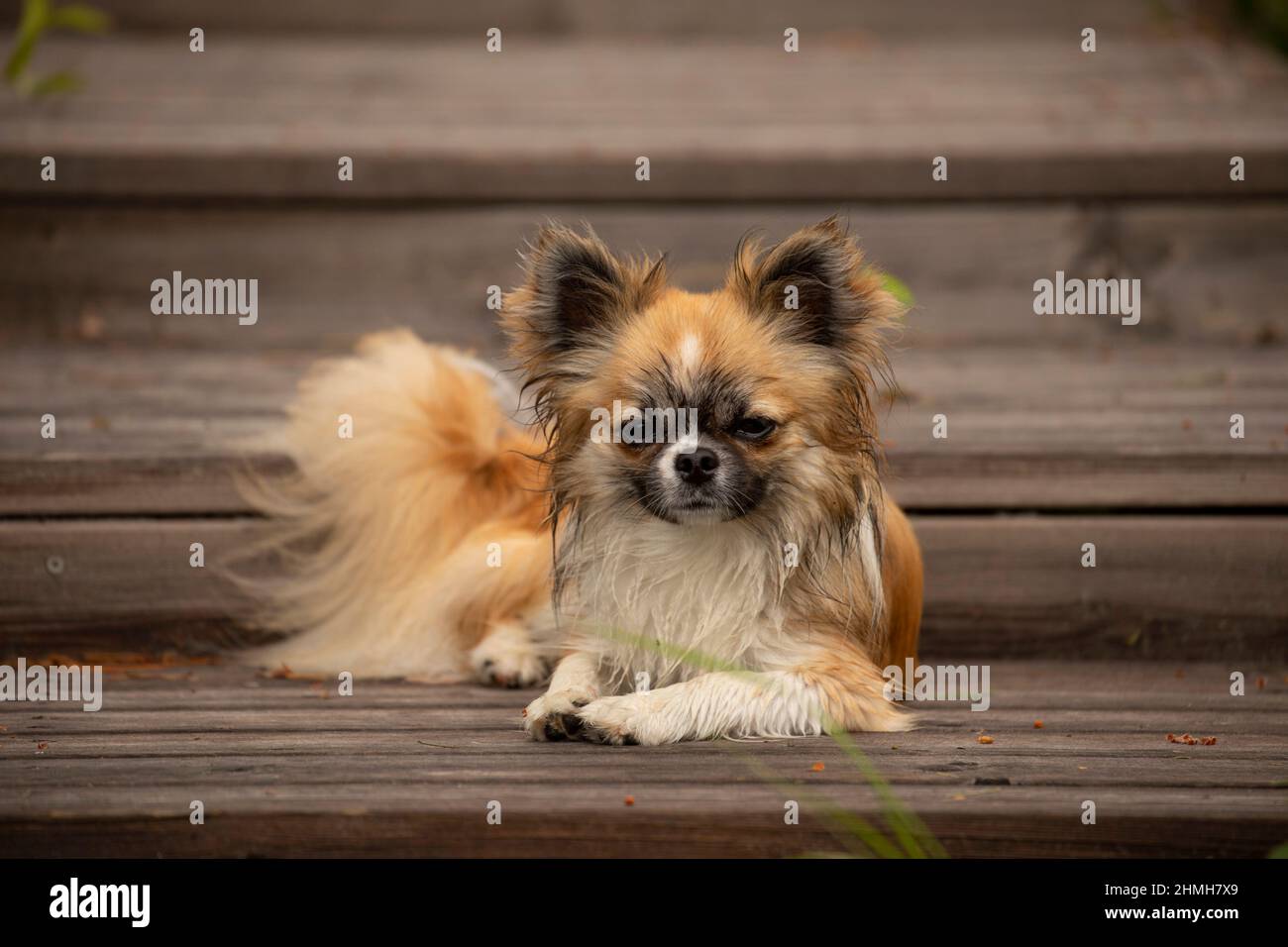 Chihuahua, long haired, young male, lying on outside stairs, wet paws and muzzle, dog, portrait Stock Photo