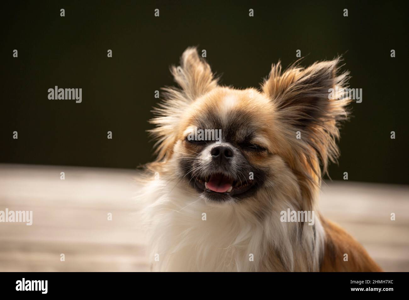 Chihuahua, long haired, young male, funny look, dog, portrait Stock Photo