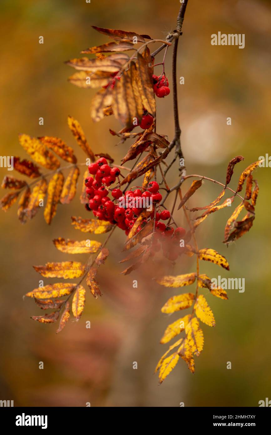 Rowan (Sorbus aucuparia) branches with red berries in October, Stock Photo