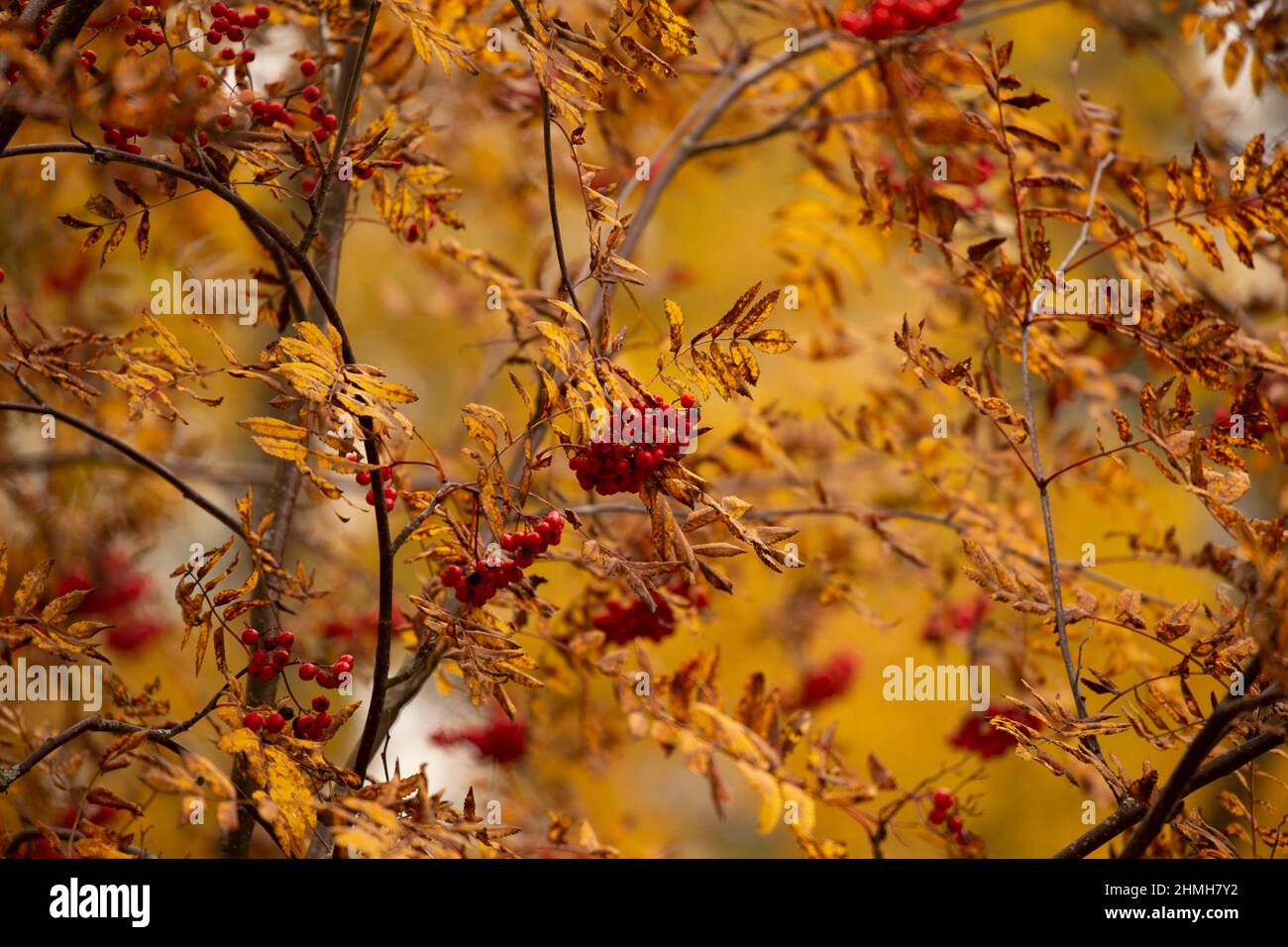 Rowan (Sorbus aucuparia) branches with red berries in October, Stock Photo