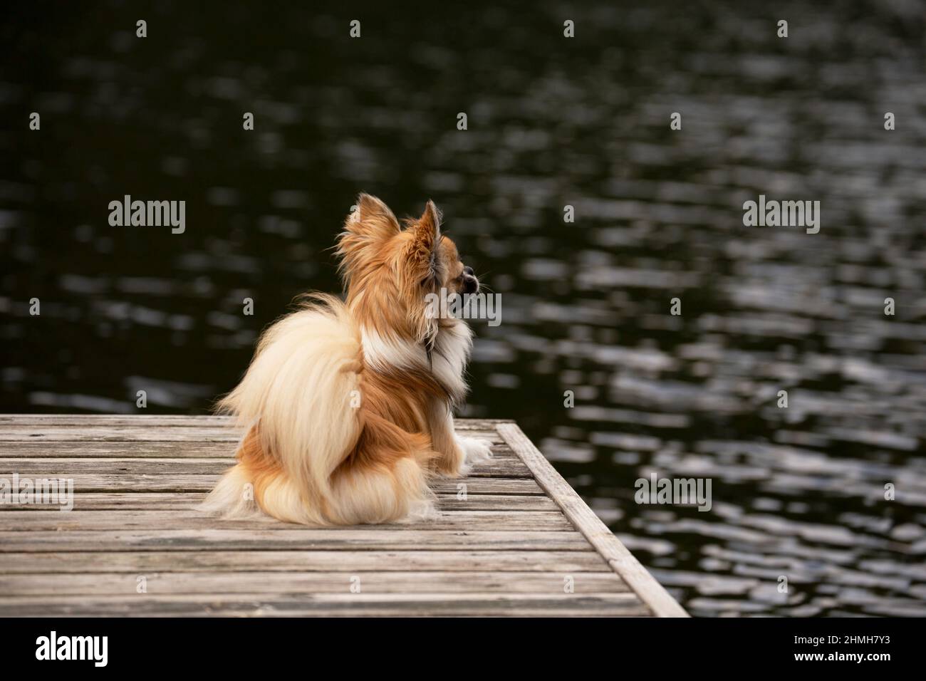 Long-haired Chihuahua, young male sitting on a jetty Stock Photo